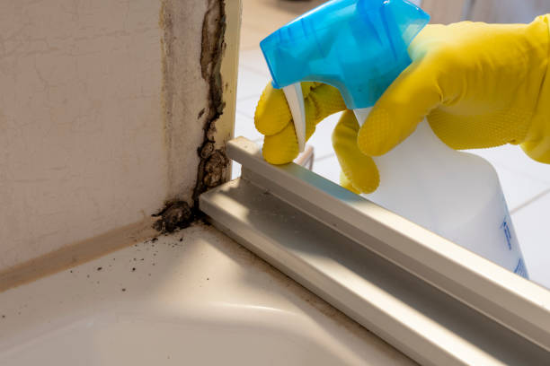 Why You Should Choose Our Mold Remediation Services in Greens Farms, CT